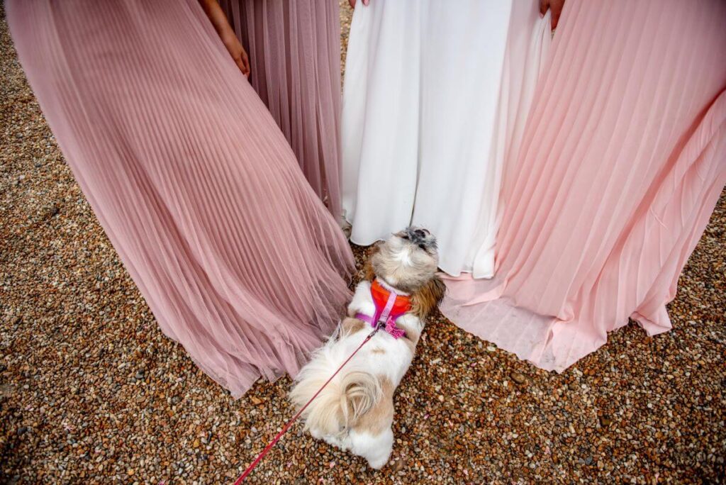 Dolly a Shih Tzu loves the bridesmaids dresses at the Castle Westenhanger, Kent, England