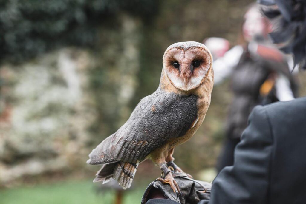 Emma and Paul's purple and red elopement with birds of prey at the Castle Westenhanger in Kent
