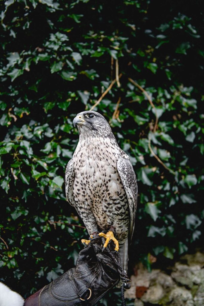 Emma and Paul's purple and red elopement with birds of prey at the Castle Westenhanger in Kent