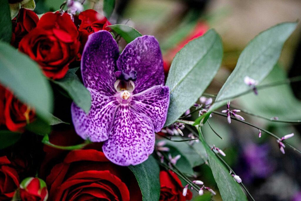 Emma and Paul's purple and red elopement with birds of prey at the Castle Westenhanger in Kent