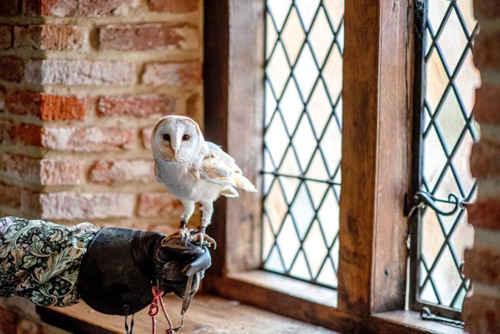 Emma and Paul's purple and red elopement with birds of prey at the Castle Westenhanger in Kent