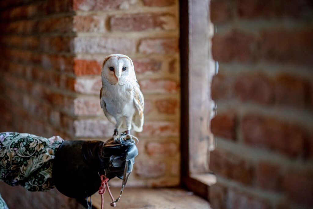 Emma and Paul's purple and red elopement with birds of prey at the Castle Westenhanger in Kent